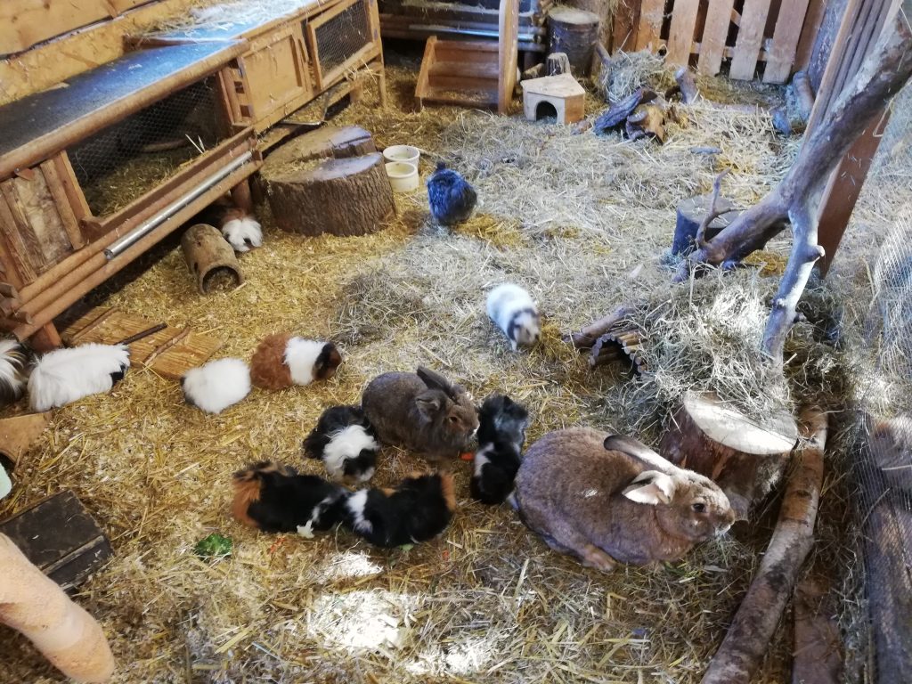Die Klasse 3b Besucht Monis Kleine Farm