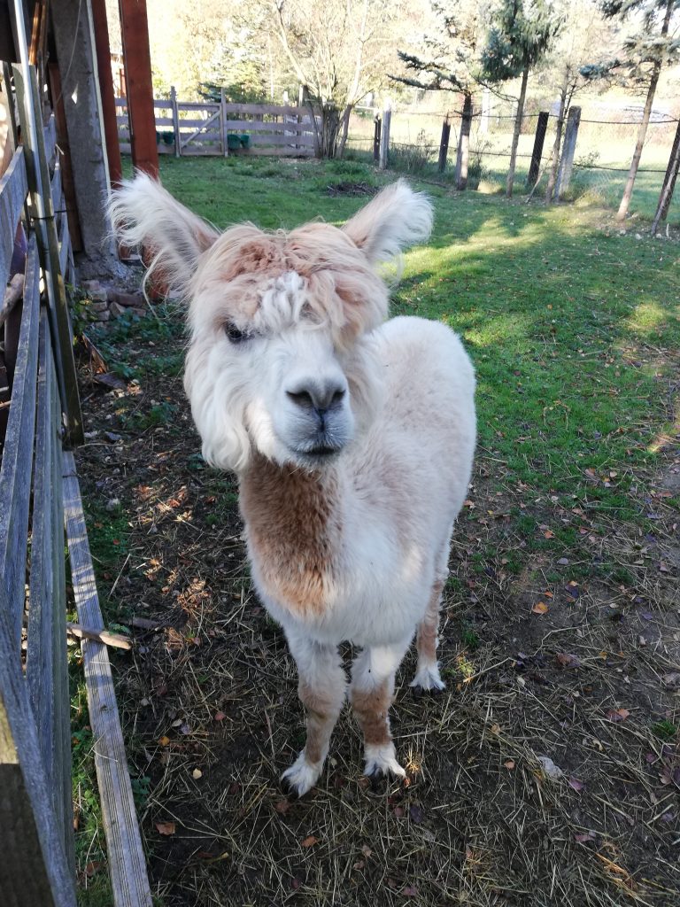 Die Klasse 3b Besucht Monis Kleine Farm